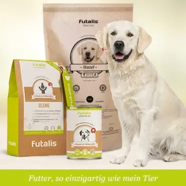 Welches Futter für Golden Retriever?