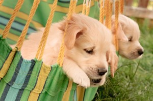 Abgabealter Welpen Golden Retriever Züchter