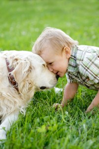 Allergie Golden Retriever in Not