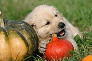 Aufwand Golden Retriever Welpe