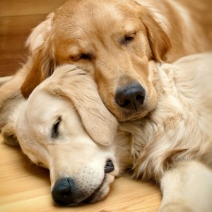 Charakter und Wesen Golden Retriever