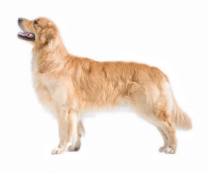Golden Retriever Deckrüden