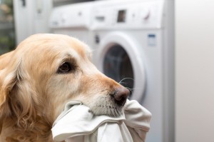 Erziehungstipps Golden Retriever