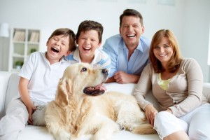 Familienhund Golden Retriever