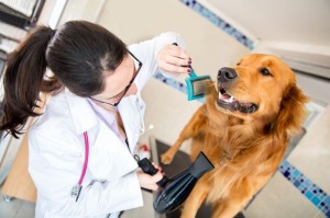Fellpflege Golden Retriever