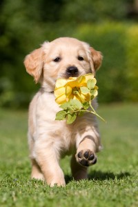 Fragen Golden Retriever Züchter