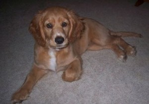 Golden Cocker Retriever