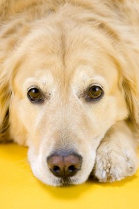 Golden Retriever Pflege: Augen