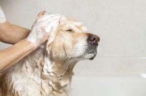 Golden Retriever Baden