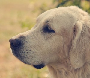 Golden Retriever Bricht Erbrechen