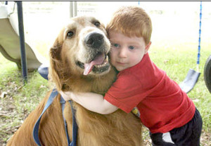 Golden Retriever Brutis