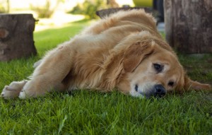 Golden Retriever Eigenschaften