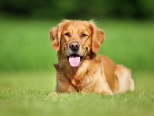 Golden Retriever Erbkrankheiten