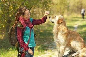 Golden Retriever Erziehung