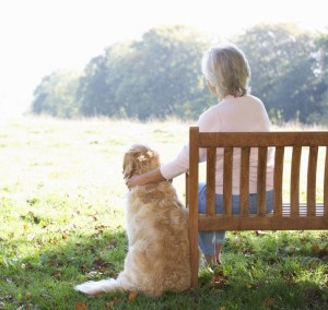 Golden Retriever Erziehung Sitz