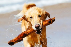 Golden Retriever Flugzeug Flugreise