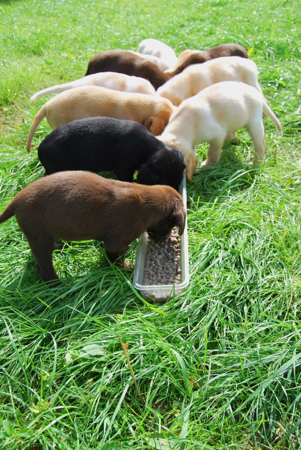 Golden Retriever Futter