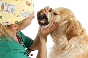 Golden Retriever Gebisspflege