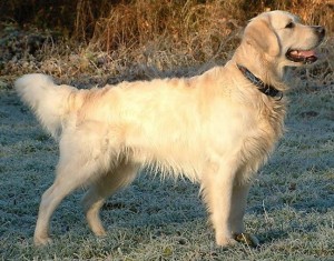 Golden Retriever Größe