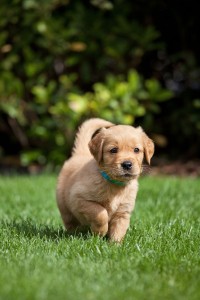 Golden Retriever Hund