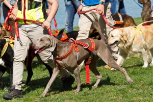Golden Retriever Hundeschule