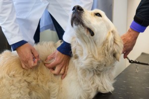 Golden Retriever Impfung