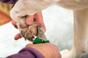 Golden Retriever Krallen schneiden