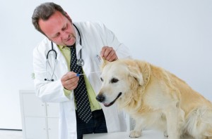 Golden Retriever hat Milben im Ohr