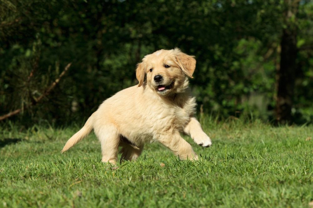 Golden Retriever Kaufen: Kosten, Preis, Wichtige Tipps