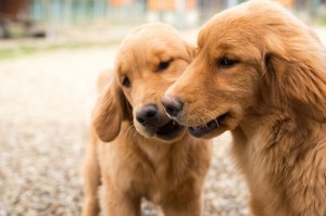 Golden Retriever Rüde oder Hündin kaufen