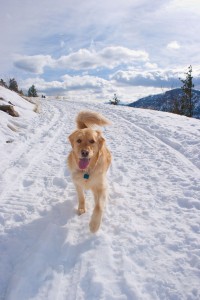 Golden Retriever Schnee Streusalz