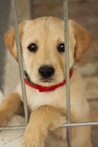 Golden Retriever Welpen stubenrein