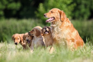 Golden Retriever Familie beim Züchter
