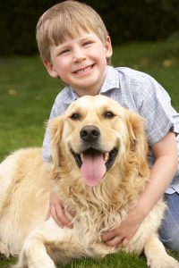 Golden Retriever als Therapiehund