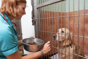 Golden Retriever aus dem Tierheim