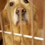 Golden Retriever in Not