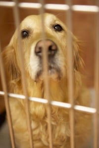 Golden Retriever in Not