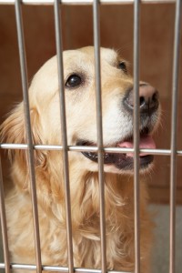 Golden Retriever in Not aus dem Tierheim