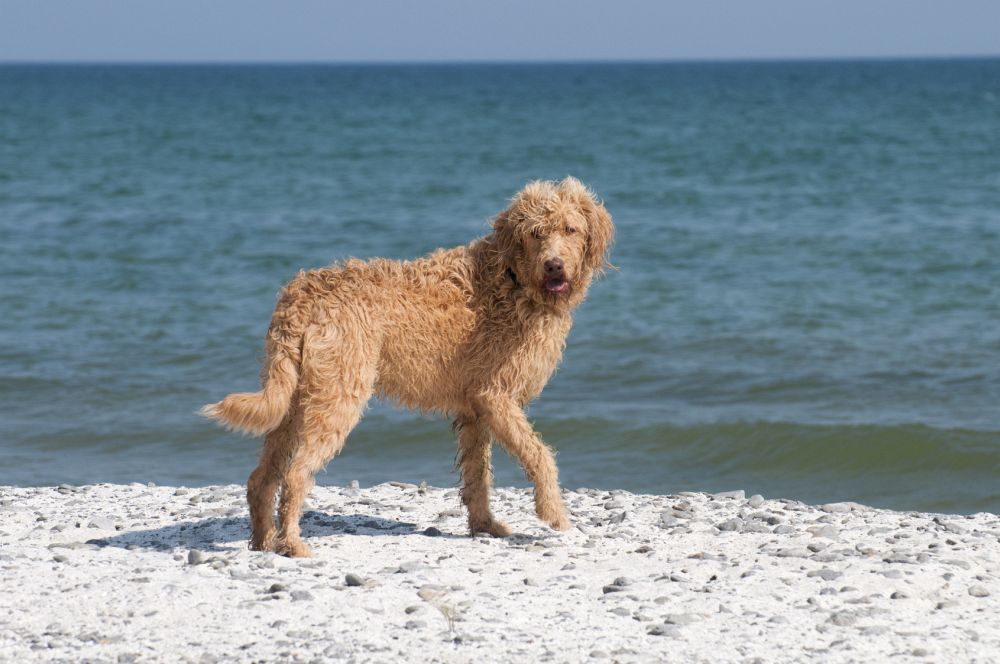 Droll Dachshund Terrier Golden Retriever Mix