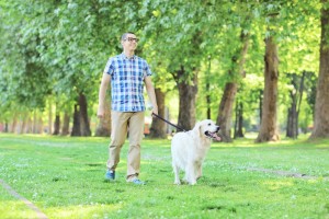 Golden Retriever zu verkaufen?