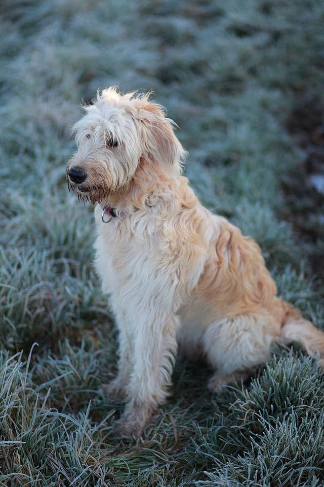 Golden Retriever Mix, Mischling, Hybrid - GolDenDooDle GolDen Retriever Mischling PuDel