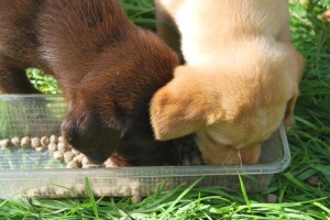 Gutes Hundefutter Golden Retriever