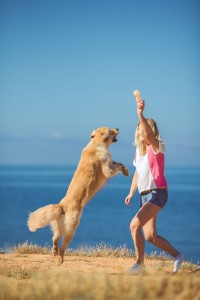 Hund Golden Retriever
