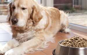 Hundefutter Golden Retriever