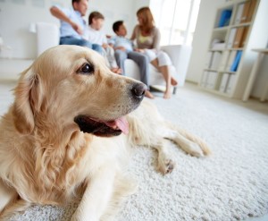 Hunderasse Golden Retriever