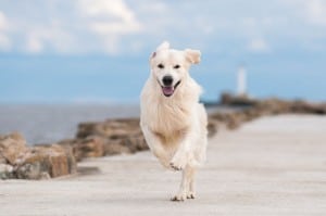 Hunderassen Golden Retriever