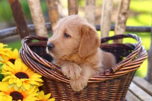 Ich will einen Golden Retriever kaufen