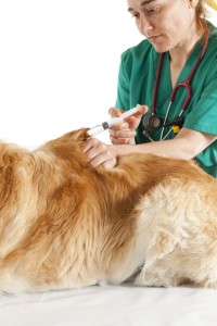 Impfung Golden Retriever