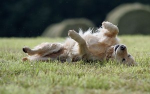 Juckreiz Golden Retriever Parasiten