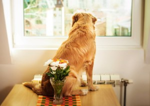 Kauf Golden Retriever